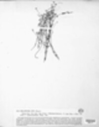 Melampsora lini image